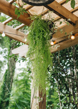 Load image into Gallery viewer, Artificial Indoor/Outdoor Hanging Asparagus Fern - 33" Long
