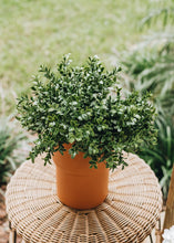 Load image into Gallery viewer, Artificial Indoor/Outdoor Boxwood Pick - 18.5" Tall
