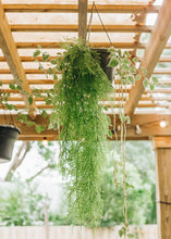 Load image into Gallery viewer, Artificial Indoor/Outdoor Hanging Asparagus Fern - 33" Long
