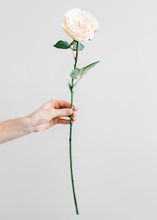 Load image into Gallery viewer, Artificial English Cabbage Rose in Pastel Peach Pink - 20.5" Tall

