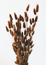 Load image into Gallery viewer, Chocolate Brown Dried Bunny Tail
