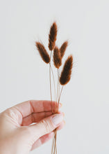 Load image into Gallery viewer, Chocolate Brown Dried Bunny Tail
