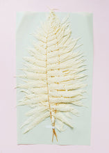 Load image into Gallery viewer, Pack of 5 - Preserved Ferns in Cream
