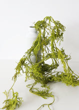 Load image into Gallery viewer, Dried Trailing Greens Creeping Cedar Vine

