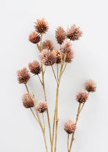 Load image into Gallery viewer, Natural Dried Mauve Platycarya Pods - 24" Tall
