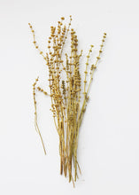 Load image into Gallery viewer, Dried Leonurus Motherwort Herbs in Mustard - 23"

