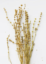 Load image into Gallery viewer, Dried Leonurus Motherwort Herbs in Mustard - 23"
