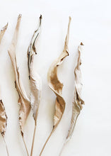 Load image into Gallery viewer, Pack of 5 - Dried Bird of Paradise Leaves - 38"
