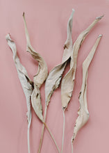 Load image into Gallery viewer, Pack of 5 - Dried Bird of Paradise Leaves - 38"
