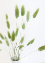 Load image into Gallery viewer, Dried Grasses Bunny Tail Bundle
