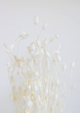 Load image into Gallery viewer, White Dried Centaurea
