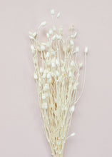 Load image into Gallery viewer, White Dried Centaurea
