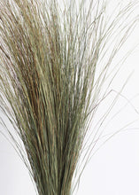 Load image into Gallery viewer, Preserved Green Dune Grass

