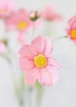 Load image into Gallery viewer, Artificial Cosmos Flowers in Pink - 3-4" Blooms
