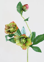 Load image into Gallery viewer, Helleborus Flower in Green Burgundy
