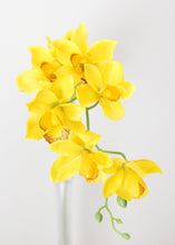 Load image into Gallery viewer, Silk Cymbidium Orchid in Golden Yellow - 30" Tall
