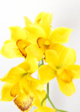 Load image into Gallery viewer, Silk Cymbidium Orchid in Golden Yellow - 30" Tall

