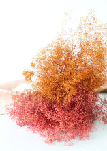 Load image into Gallery viewer, Terracotta Orange Stardust Gypsophila Preserved
