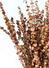 Load image into Gallery viewer, Earthy Terra Cotta Preserved Spiral Eucalyptus - 28-30"
