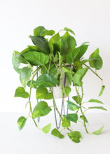 Load image into Gallery viewer, Ceramic White Cassa Plant Stand - 10.75" Tall
