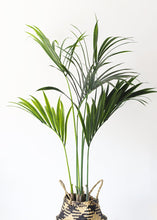 Load image into Gallery viewer, Fake Plants Kentia Palm Tree in Pot - 48"
