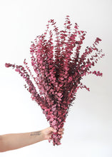Load image into Gallery viewer, Berry Pink Spiral Eucalyptus Preserved - 28-30"
