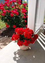 Load image into Gallery viewer, UV Protected Indoor/Outdoor Artificial Geranium Bush - 18" Tall

