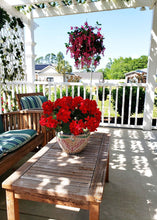 Load image into Gallery viewer, UV Protected Indoor/Outdoor Artificial Geranium Bush - 18" Tall
