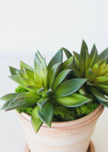 Load image into Gallery viewer, Fake Succulent in Grey Green - 7" Wide
