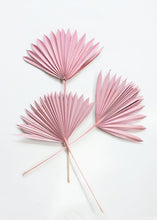Load image into Gallery viewer, Pack of 5 - Desert Pink Sun Palms
