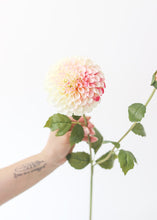Load image into Gallery viewer, Cream and Fuchsia Pink Artificial Dahlia Flower - Large 4.5" Bloom
