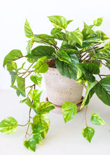 Load image into Gallery viewer, Indoor/Outdoor UV Protected Fake Pothos Plant - 20"
