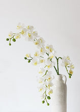 Load image into Gallery viewer, Real Touch Mini Orchid Blooms in White - 23" Tall
