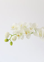 Load image into Gallery viewer, Real Touch Phalaenopsis Orchids in Cream Green - 28" Tall

