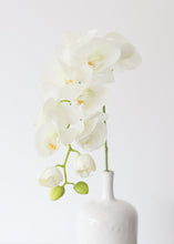 Load image into Gallery viewer, Real Touch Phalaenopsis Orchids in Cream Green - 28" Tall
