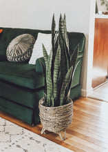 Load image into Gallery viewer, Faux Outdoor Snake Plant in Pot - 35" Tall
