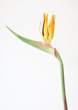 Load image into Gallery viewer, Large Bird of Paradise Artificial Flower in Orange - 32" Tall
