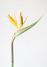 Load image into Gallery viewer, Large Bird of Paradise Artificial Flower in Orange - 32" Tall

