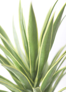 Artificial Variegated Yucca Fake Outdoor Plant - 28"