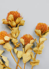 Load image into Gallery viewer, Pack of 5 - Dried Banksia Coccinea Pod
