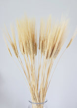 Load image into Gallery viewer, Natural Triticum Wheat  Bundle
