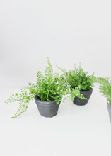 Load image into Gallery viewer, Set of 3 Fake Potted Plastic Fern Plants - 6-8" Tall
