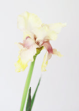 Load image into Gallery viewer, Yellow Real Touch Fake Bearded Iris Flower - 32.5"
