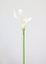 Load image into Gallery viewer, White Foam Picasso Calla Lily
