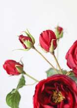 Load image into Gallery viewer, Deep Red Real Touch Charlotte English Rose

