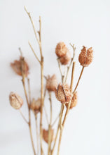 Load image into Gallery viewer, Dried Thornapple Seed Pods

