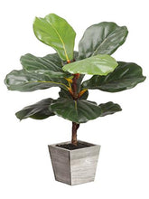 Load image into Gallery viewer, Artificial Fiddle Fig Leaf Plant in Wood Planter - 18" Tall
