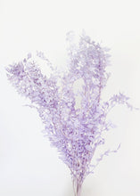Load image into Gallery viewer, Preserved Ruscus Leaves in Lavender

