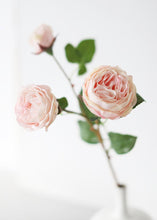 Load image into Gallery viewer, Natural Touch Artificial Roses in Blush - 21" Tall
