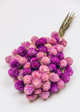 Load image into Gallery viewer, Mini Pink Purple Globe Amaranth Dried Flower Bouquet - 10" Tall
